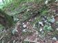 Leucobryum glaucum v sutinách lesnom prostredí 