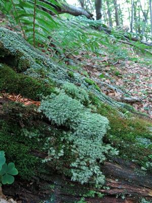 Leucobryum glaucum na kmeni rozpadávajúceho sa dubu