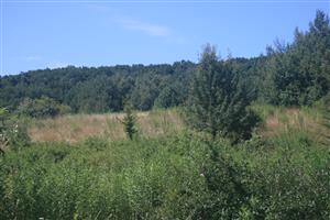 Lokalita pri Beniakovciach so sukcesiou vysokých tráv