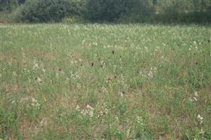 Živná rastlina Maculinea teleius - Sanguisorba officinalis na lokalite pri Drahňove