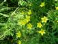 Linum flavum