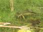 Triturus montandoni M+ F