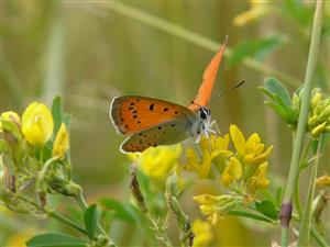 Foto Lycaena dispar