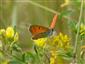 Foto Lycaena dispar