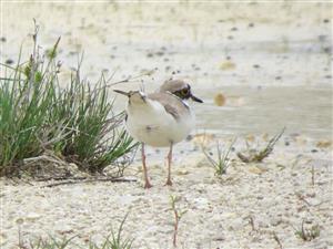 Charadrius dubius