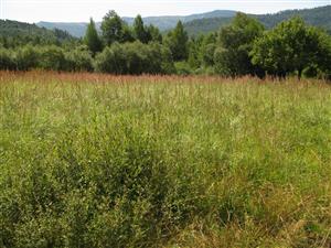 porasty Calamagrostis na JV okraji TML