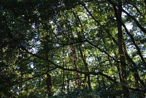 Štruktúra dospelého cerového lesa v Patianskej cerine