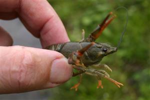 Astacus astacus