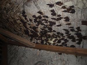 kolónia Mmyo v podkroví kostola