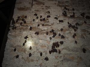 kolónia Mmyo v podkroví kostola