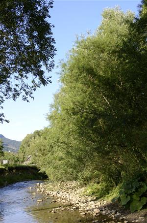 Porast Salix elaeagnos na brehu potoka Kvačianka.