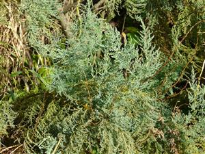 Foto Myricaria germanica v rámci TML