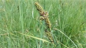 Carex hartmanii
