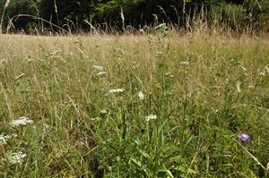 Detailný porast so Selinum carvifolia