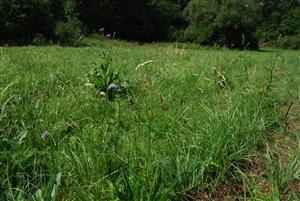 Detail porastu s Cirsium canum, Carduus crispus, Selinum carvifolia, Succisa pratensis.
