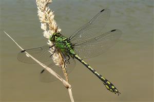 Ophiogomphus cecilia 