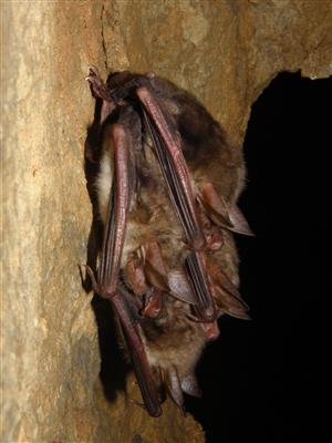 Myotis myotis