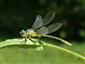 Stylurus flavipes