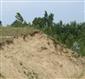 Suchomilné travinnobylinné porasty na vápnitých pieskoch (20.8.2013)