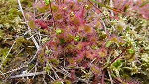 Drosera rotundifolia