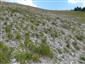 Karbonátové skalné sutiny alpínskeho až montánneho stupňa (5.8.2015)