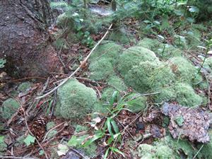 leucobryum blaucum