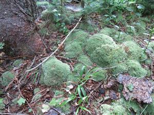Leucobryum glaucum