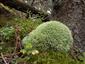 leucobryum glaucum