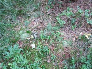 Leucobryum glaucum na pôdnom povrchu