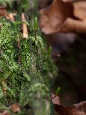 buxbaumia viridis