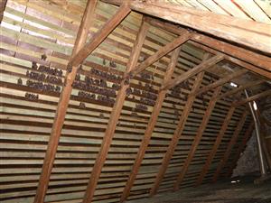 Časť kolónie Myotis myotis