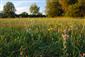 Eryngium planum v poraste