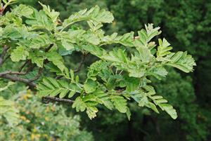 Sorbus semipinnata je krížencom S. aria x S. aucuparia