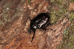 Fotografia zachytáva imágo pižmovca hnedého.