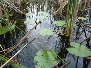 Nymphaea alba na hladine a pod hladinou Ceratophylum demersum