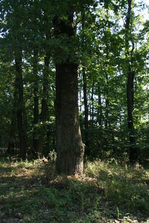 Fotografia zachytáva biotopy v TML.