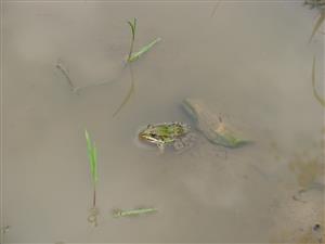 TML Štampoch - exemplár Rana ridibunda