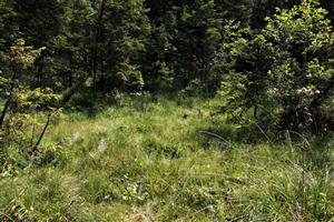 pohľad na celkový biotop