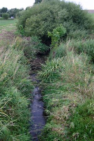 typický biotop toku s hustým bylinným a krovinovým zárastom brehov
