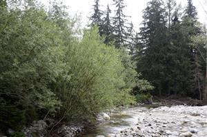 Porast Salix elaeagnos na brehu potoka Račková.
