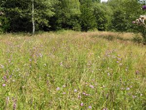 východná časť lokality pod lesom