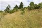 Suchomilné travinnobylinné a krovinové porasty na vápnitom podloží (*dôležité stanovištia Orchideaceae) (16.6.2015)