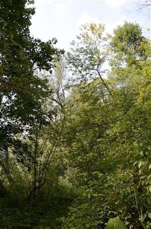 Lužný les na brehu Dunajca so Salix elaeagnos.