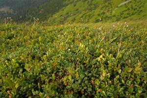 vegetácias Vacc. gaultherioides