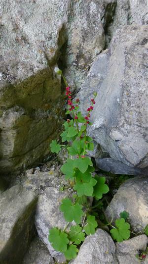 Saxifraga cernua