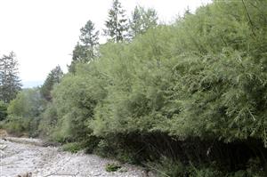 Porast Salix elaeagnos na brehu Suchého potoka.