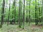 Eurosibírske dubové lesy na spraši a piesku (20.8.2015)