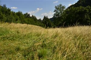 lokalita s arrhenatherionom