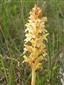 Suchomilné travinnobylinné a krovinové porasty na vápnitom podloží (*dôležité stanovištia Orchideaceae) (17.5.2015)
