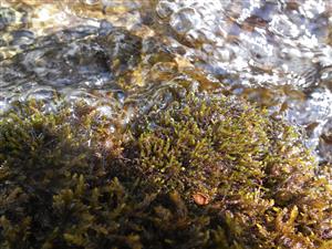 Ochyraea tatrensis na TMP1